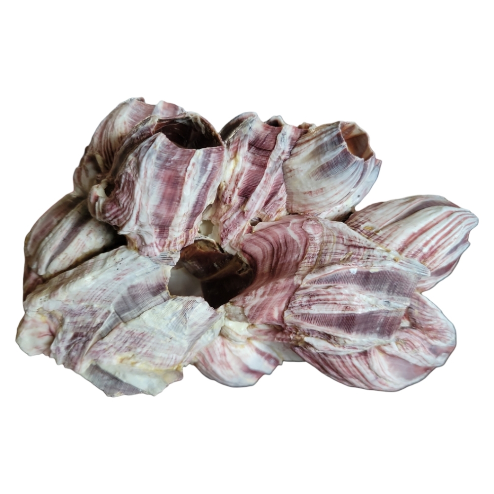 HP 😃 Natural Barnacle Coral Fish Tank Aquarium Pond Shrimp Shelter Home Ocean - Picture 3 of 10